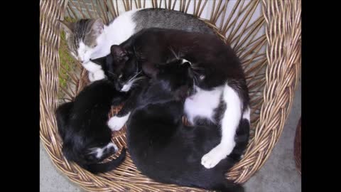 Cat language schole for beginners