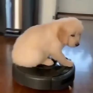 roomba magic dog training