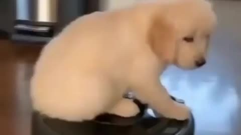 roomba magic dog training
