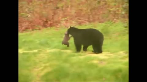 Baby Bear Cubs Playing - CUTEST Compilation