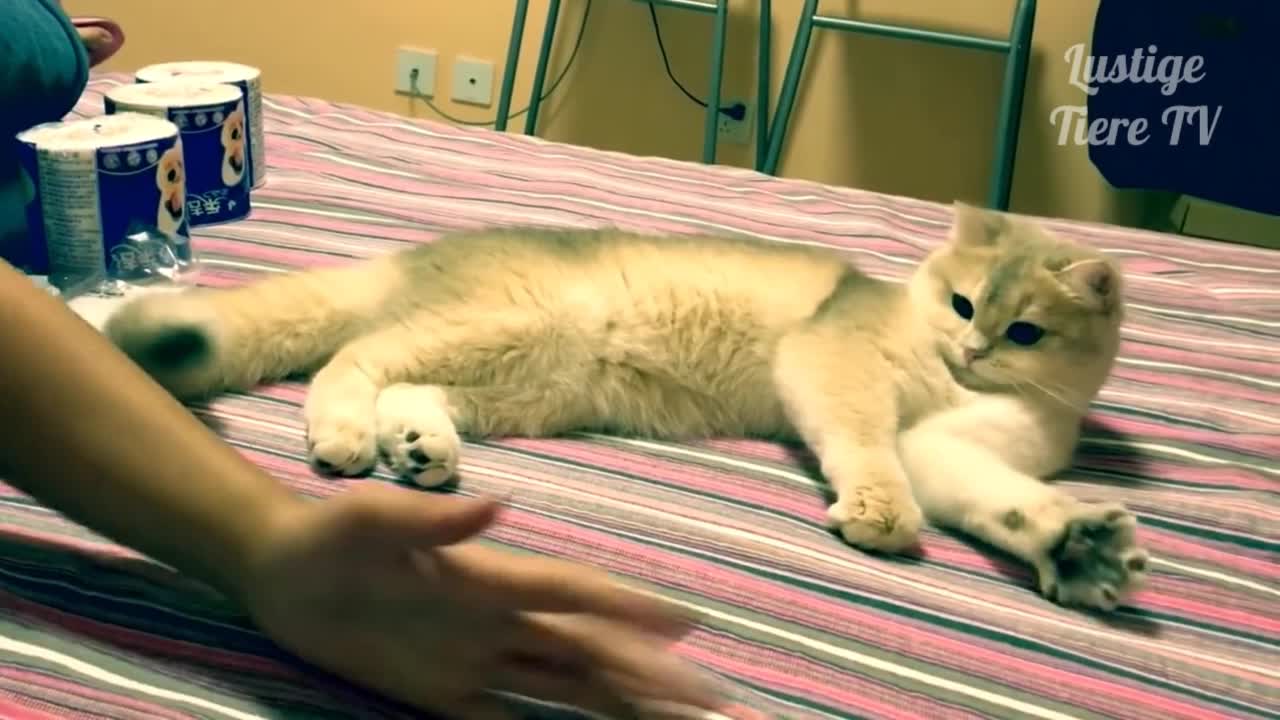 Cute Dog, cat and other animals video