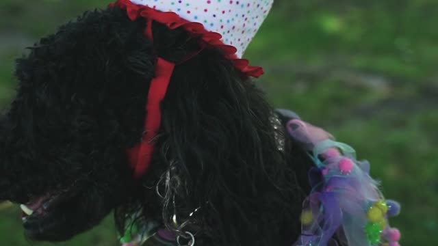 Dog Wearing a Costume