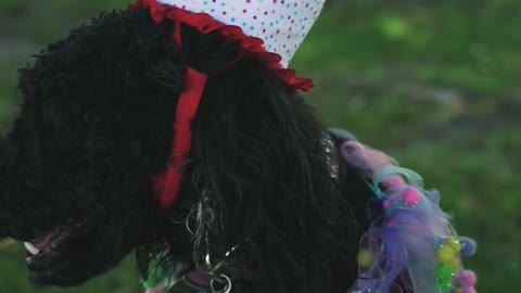 Dog Wearing a Costume