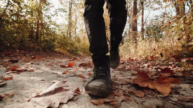 Dog furiously walking to catch a camera
