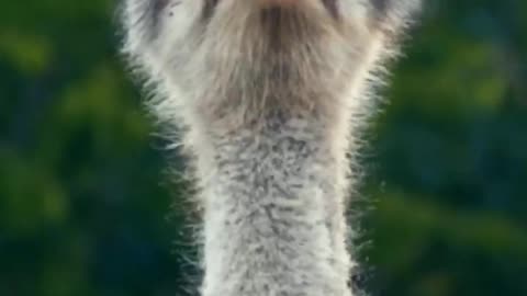 Singing Ostrich
