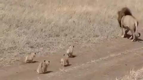 Lion did tries to ditch his kids funny video by seringiti