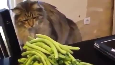 Funniest Cats Ever - Don't try to stop laughing