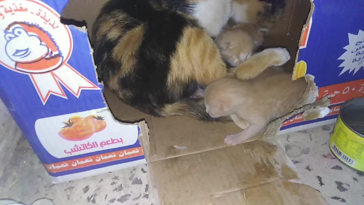 It's cleaning day girls, the mother cat says to her daughters.