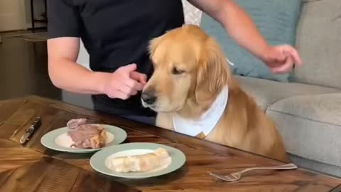 leaving my dog with steak and chicken
