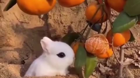 Best Funny Animal Videos of the year (2023), funniest animals ever. relax with cute animals