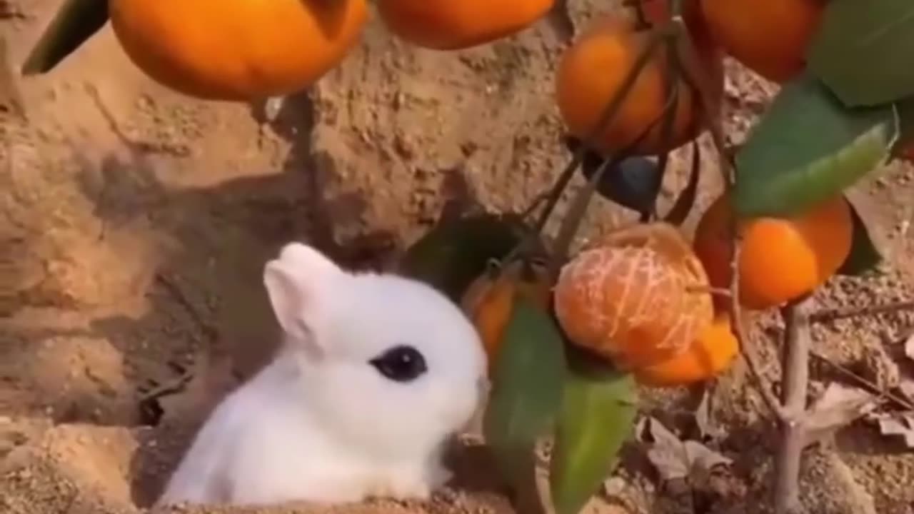Best Funny Animal Videos of the year (2023), funniest animals ever. relax with cute animals