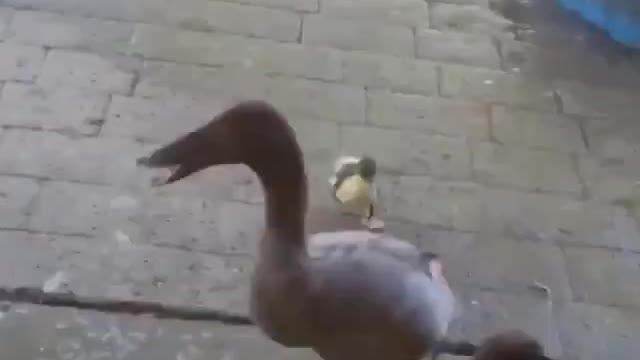 Amazing! A Little chick that scares another animal