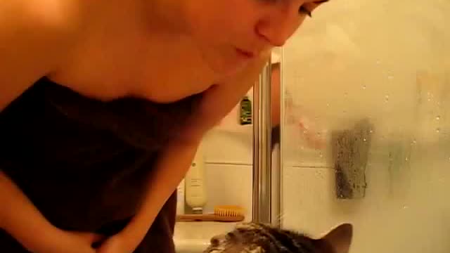 Cutest Cat Kiss Ever in The World | funny cat movie | funny cat kiss | Cutest Cat Kiss Ever!