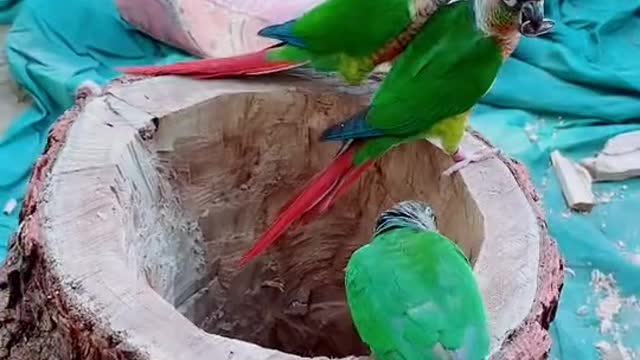 Parrots enyoing food by sitting on their nest