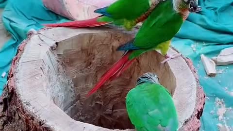 Parrots enyoing food by sitting on their nest