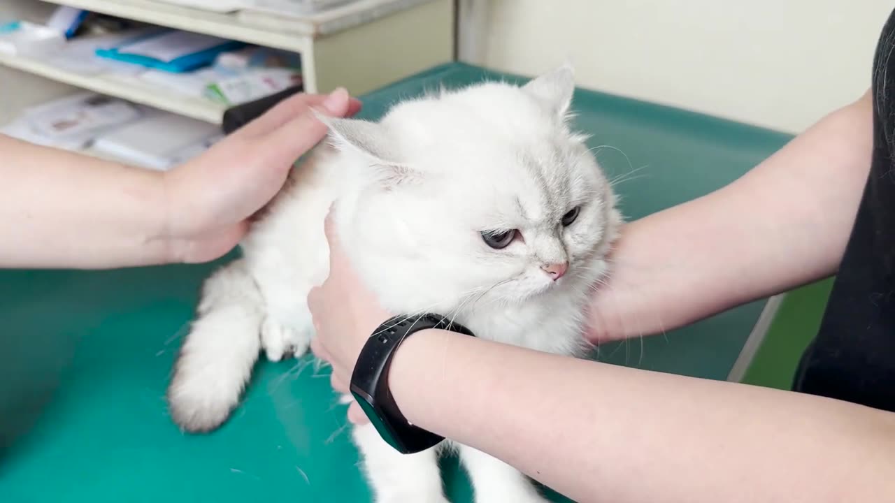 A cute kitten who can_t hide his surprise at his first visit to the hospital