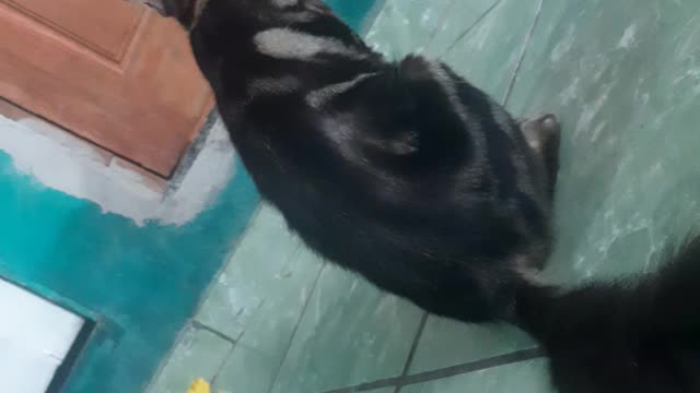 cat taking a bath