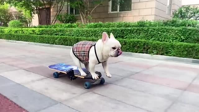 A dog on a skateboard