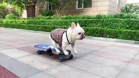 A dog on a skateboard