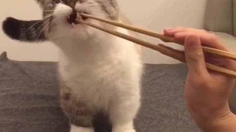 I'm shy when the kitten looks at me outside