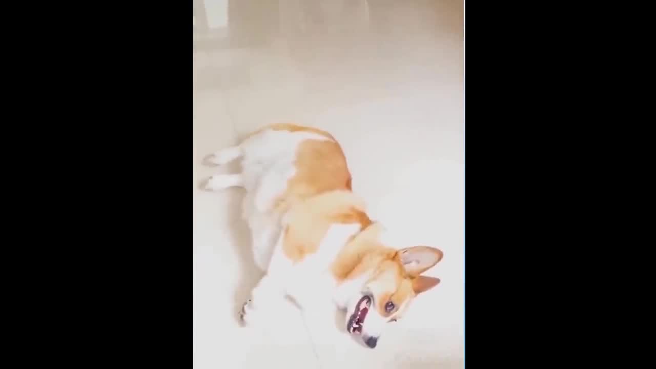 Dog's Hilarious Playdead trick