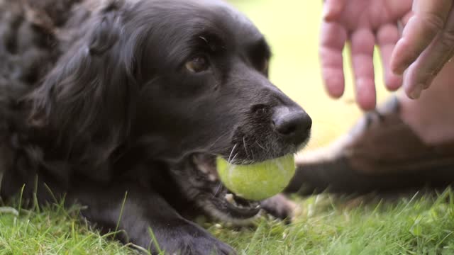 Canine Chewing Tennis Ball to finish the game not giving back players see dog emotions