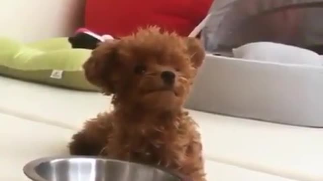 .A puppy who likes to play with kitchenware.