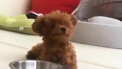 .A puppy who likes to play with kitchenware.