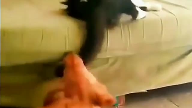 Cute Cat