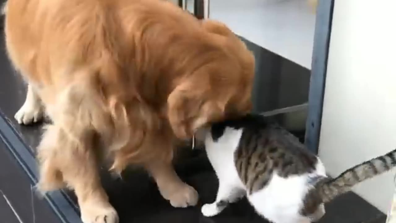Cute Adorable and funny Animals compilation video