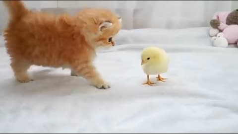 Cute baby cat and baby hen