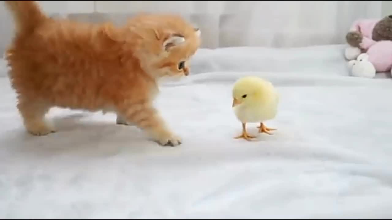 Cute baby cat and baby hen