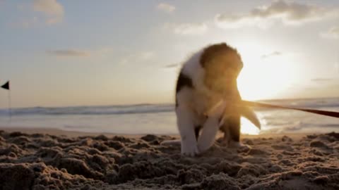 Puppy dog playful on the beach