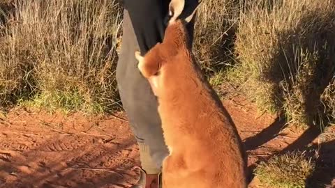 Baby Kangaroo Doesn't Want to Let Go