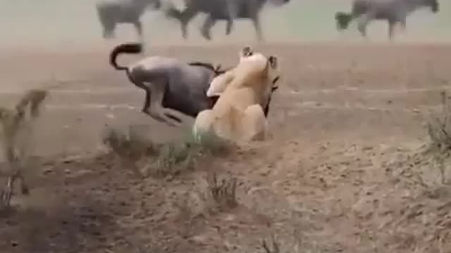 lioness attacking wildebeest