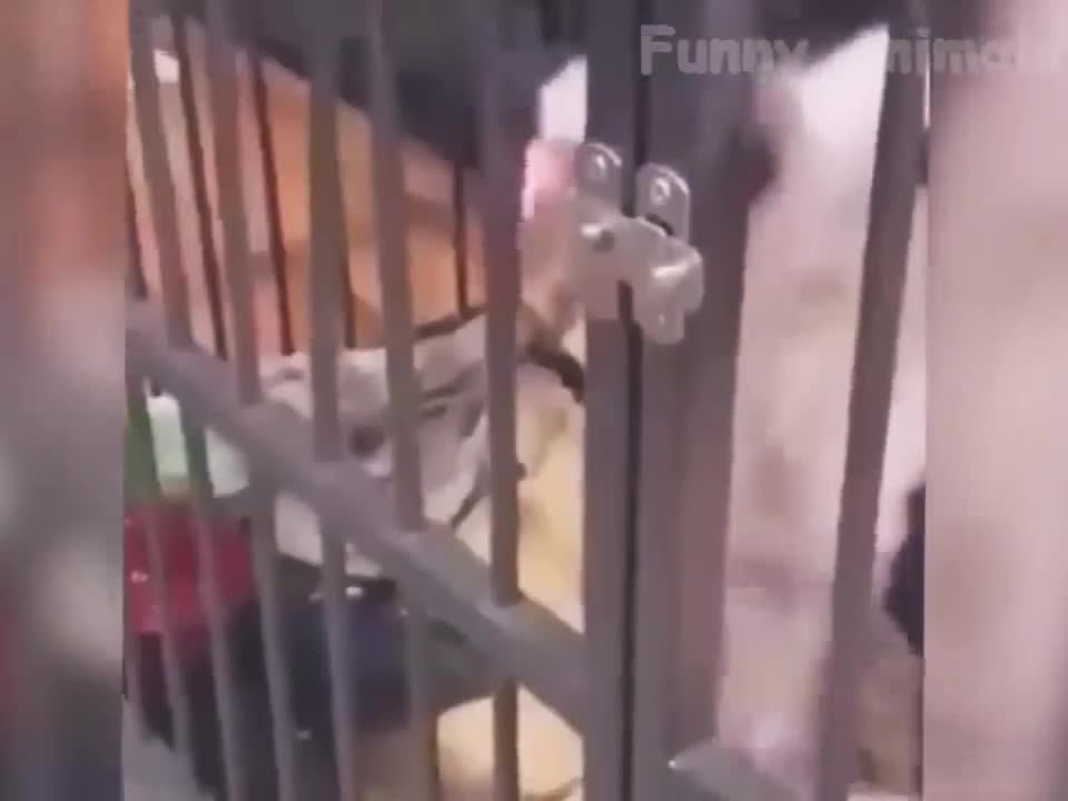 Funny Animal Videos 2022