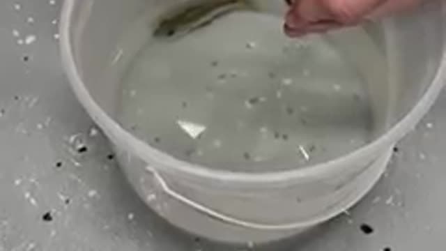 Nature is amazing these baby cichlids were ready to emerge from their mother's mouth 🐟😯🤗