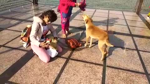 Finding A Couple Of Dogs At The Temple