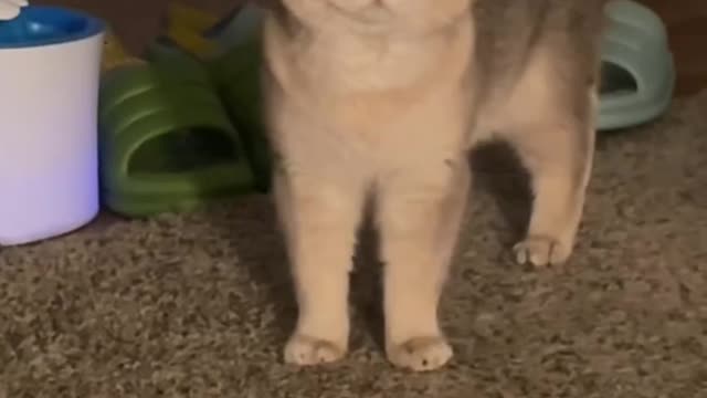 I smell some jealousy here. cat acting | its melting my heart