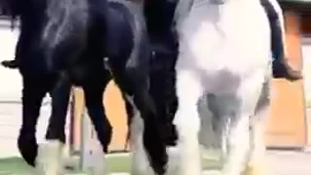 FASCINATING WHITE SHIRE HORSE [BIGGEST HORSE] #shorts #horse #short