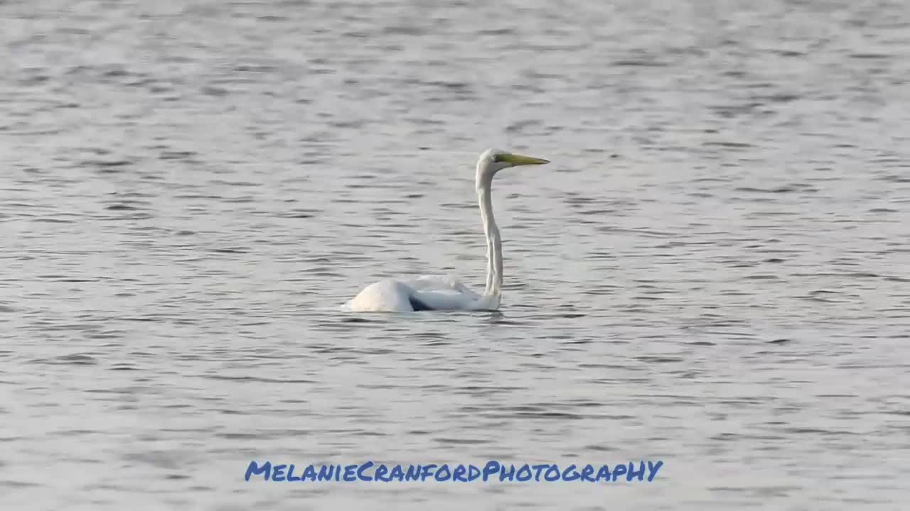 Greater Egret Tries to Drown Another Great White Heron in the River! * NatureInYourFace