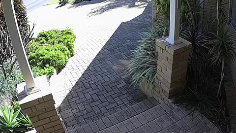 Cheeky Crow Steals Package in Perth