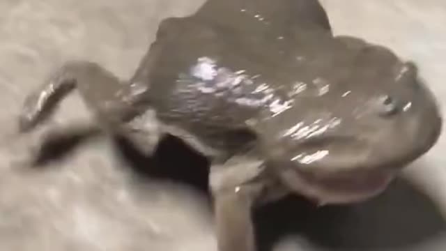 cute frog