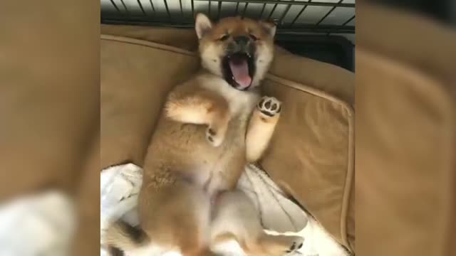 Various super sleepy Shiba Inu who want to sleep