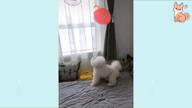 Cute puppy play with balloons