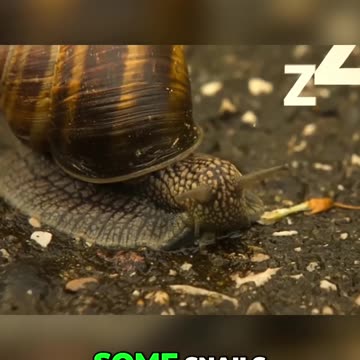 Fascinating Facts About Hair, Sleep, and Evolution