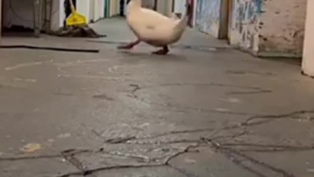 look at this duck scared of the dark