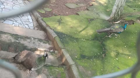 The peacock is taking a leisurely walk