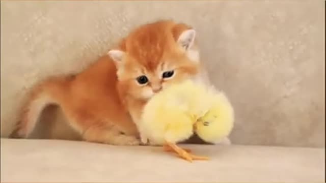 Cute cat video