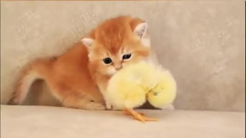 Cute cat video